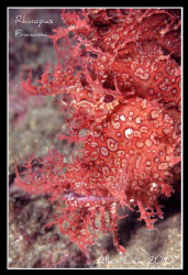 Rhinopias Frondosa.Nikon F100.105mm,f11,1/60,YS-120,RVP10... by Allen Lee 